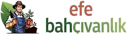 EFE BAHÇIVANLIK MEZAR BAKIM ÇİÇEKLENDİRME İSTANBUL